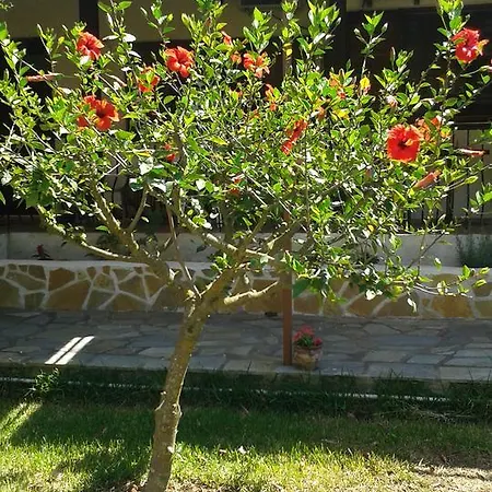 Joanna's Lassi (Kefalonia)